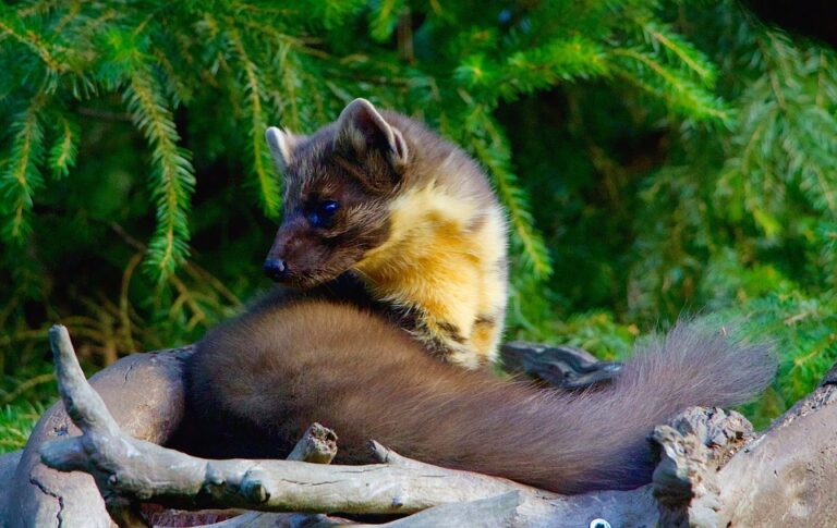 Marder im Garten Was tun? Dein Haushalt.at